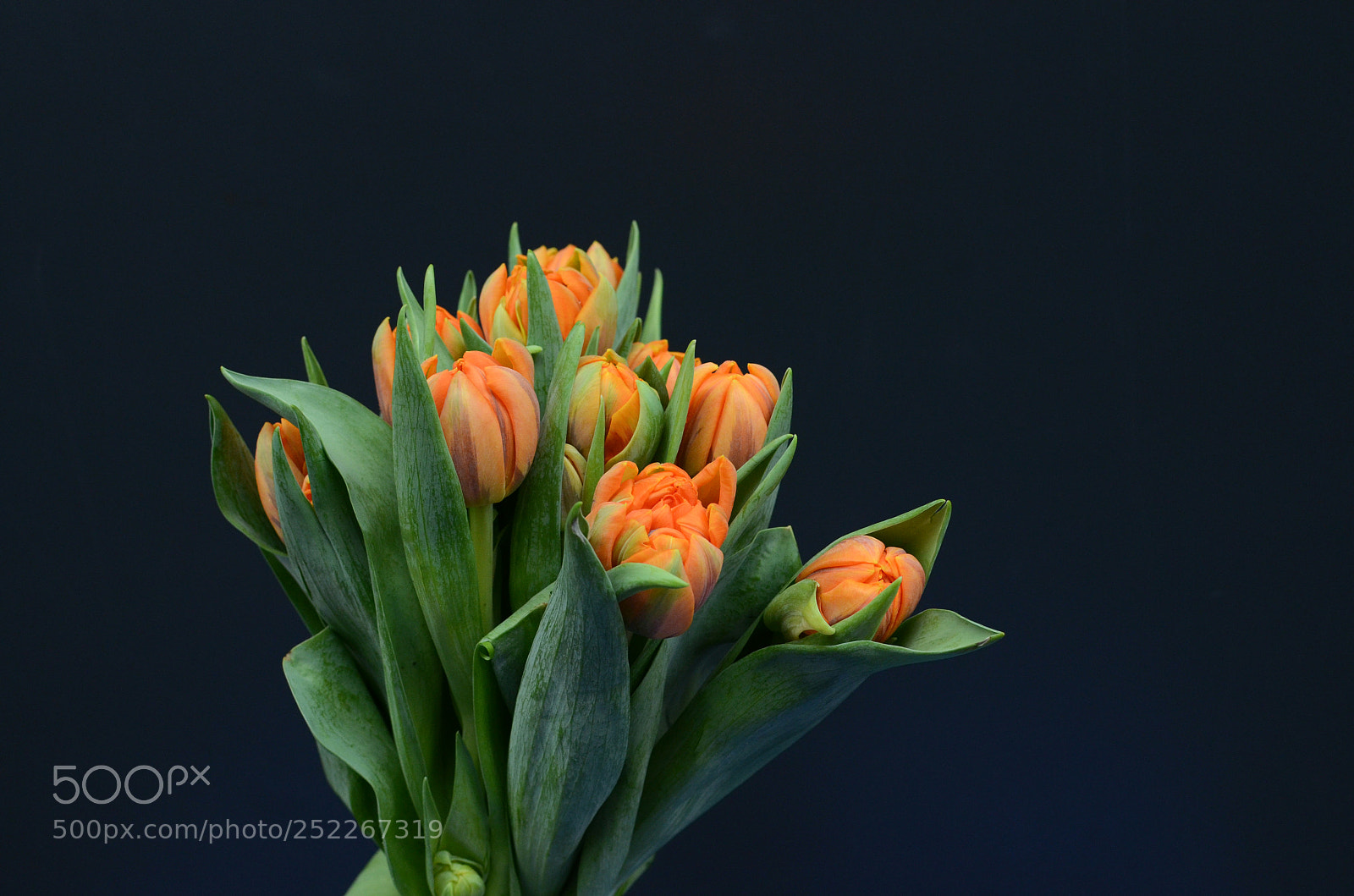 Nikon D7000 sample photo. Orange tulip flower photography
