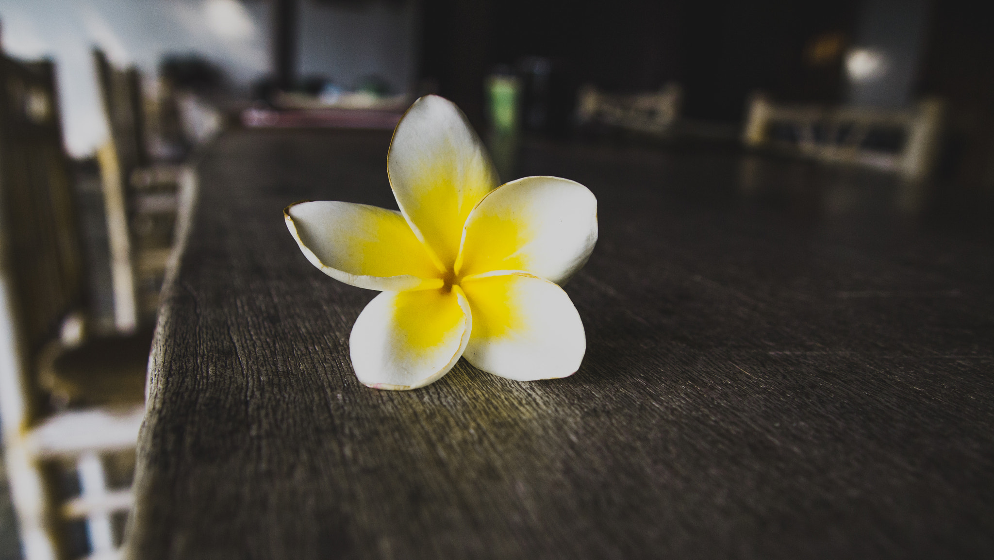 Olympus PEN E-P1 sample photo. Flower on a table photography