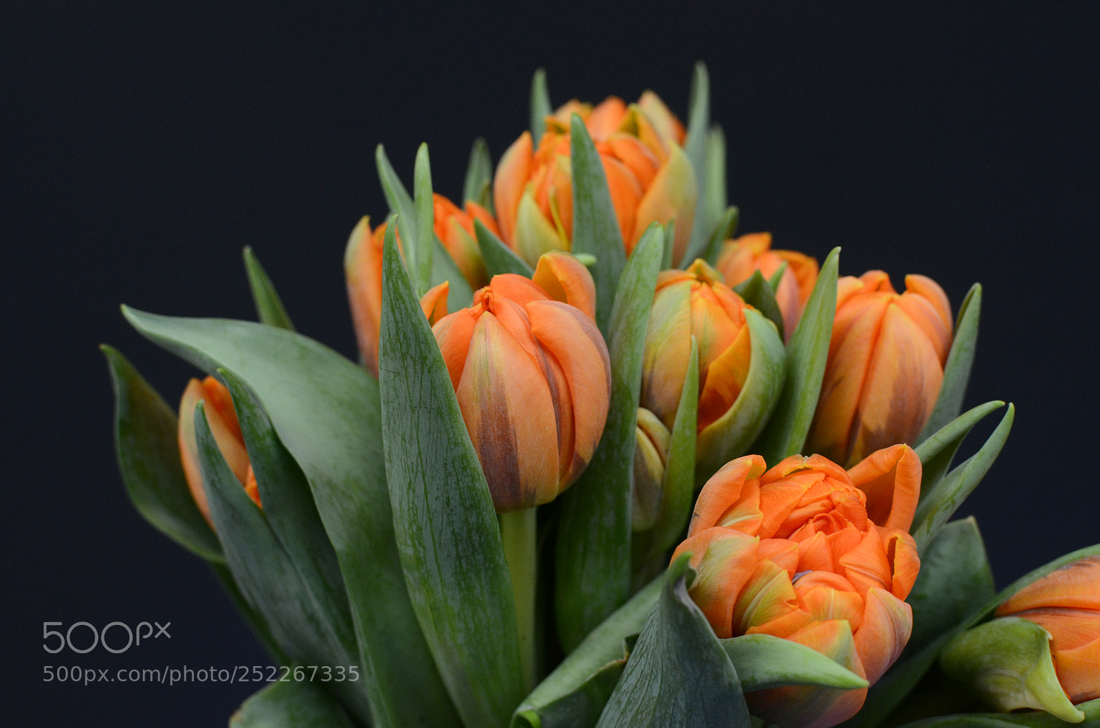 Nikon D7000 sample photo. Orange tulip flower photography