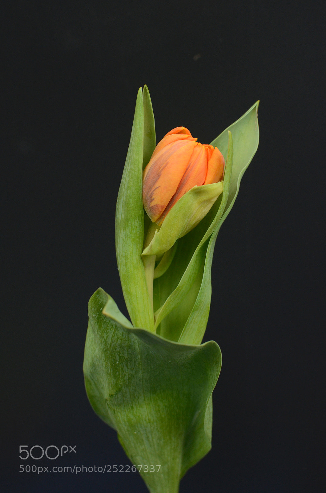 Nikon D7000 sample photo. Orange tulip flower photography