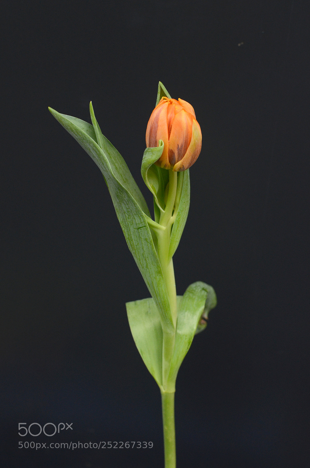Nikon D7000 sample photo. Orange tulip flower photography