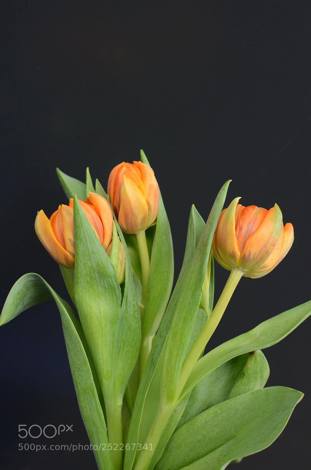 Nikon D7000 sample photo. Orange tulip flower photography