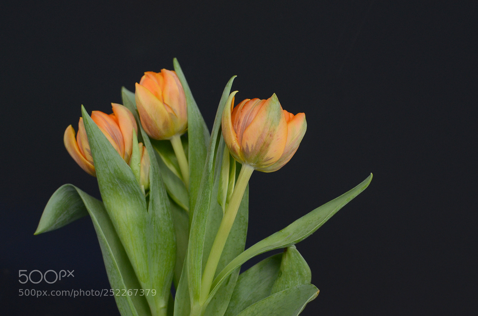 Nikon D7000 sample photo. Orange tulip flower photography