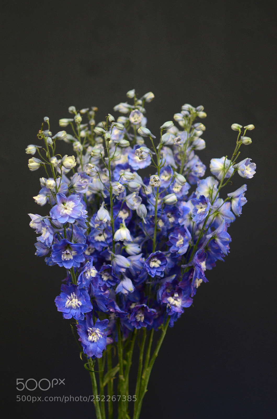 Nikon D7000 sample photo. Purple delphinium on black photography