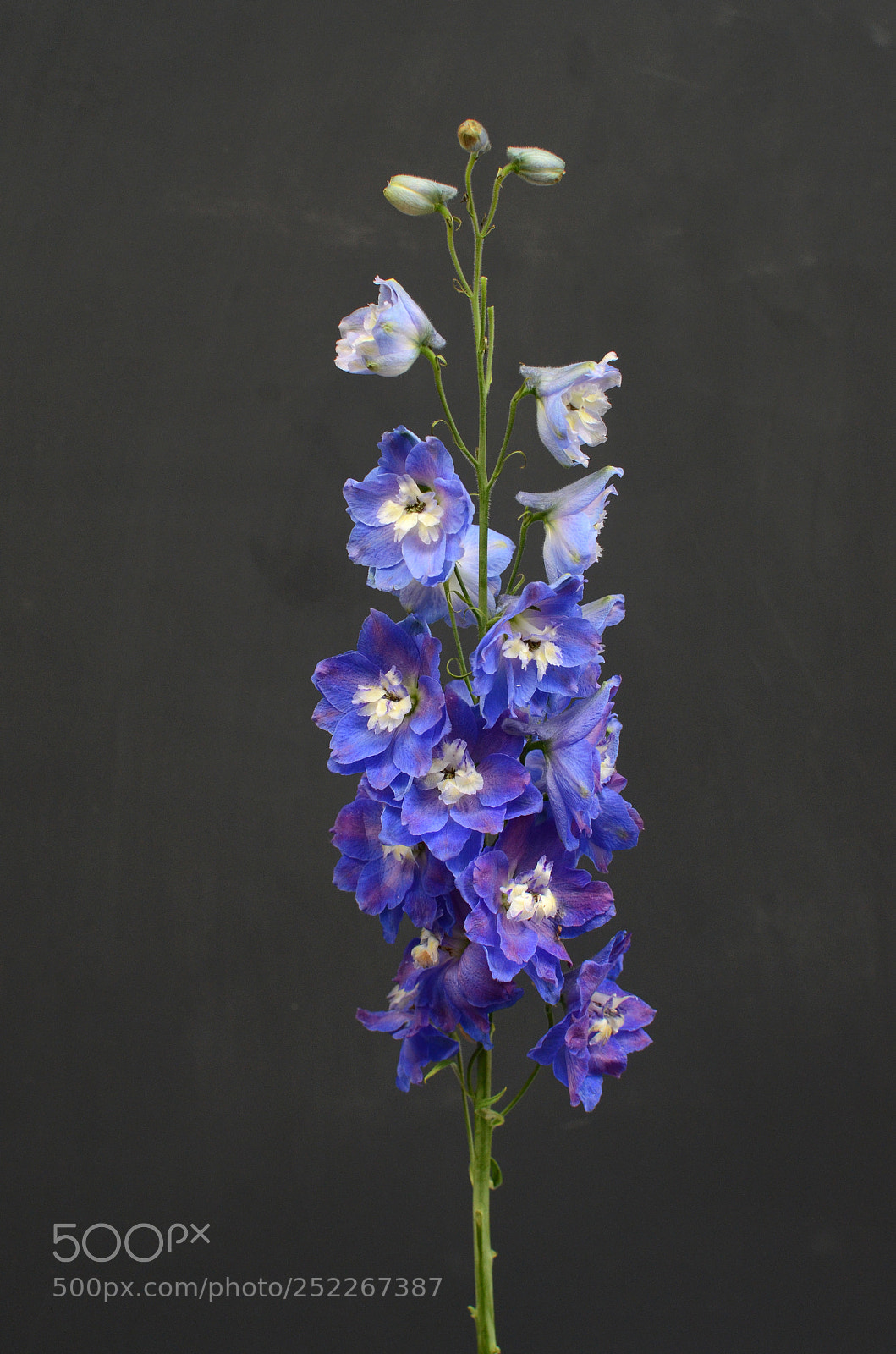 Nikon D7000 sample photo. Purple delphinium on black photography