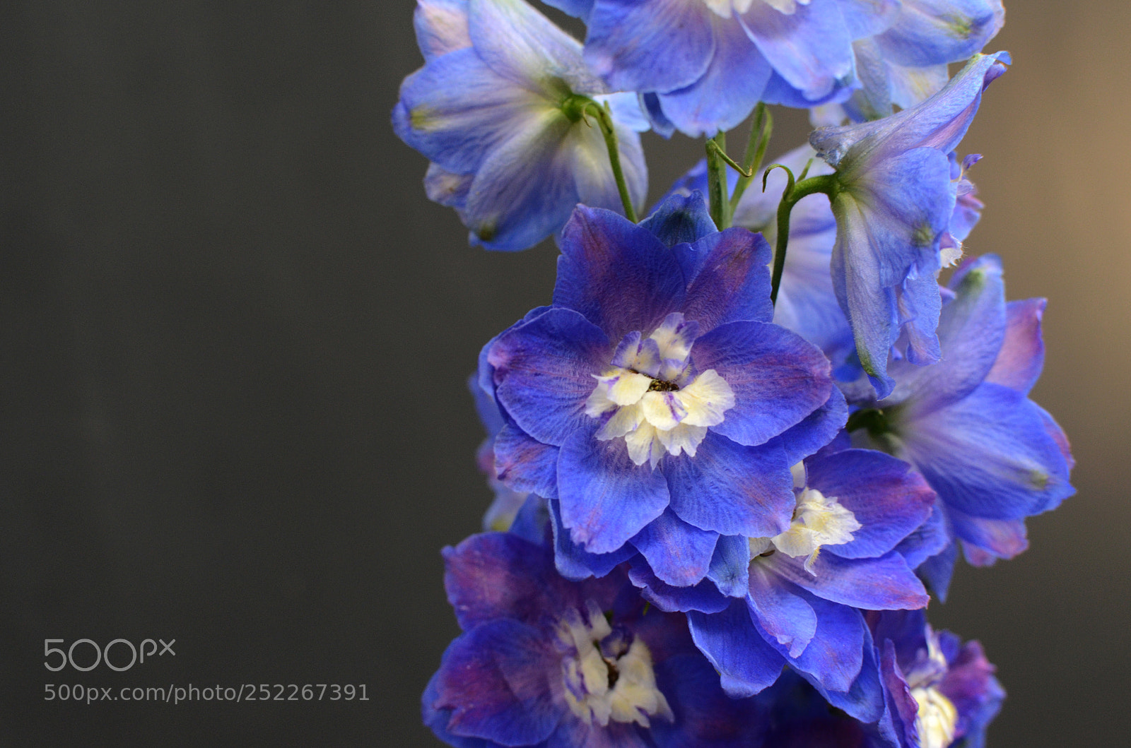 Nikon D7000 sample photo. Purple delphinium on black photography