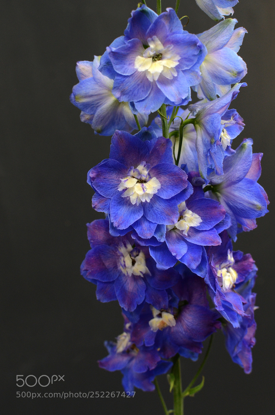 Nikon D7000 sample photo. Purple delphinium on black photography