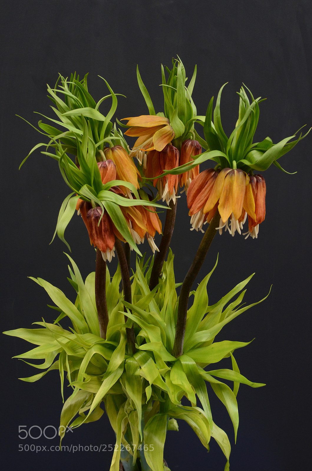 Nikon D7000 sample photo. Fritillaria imperialis flowers photography