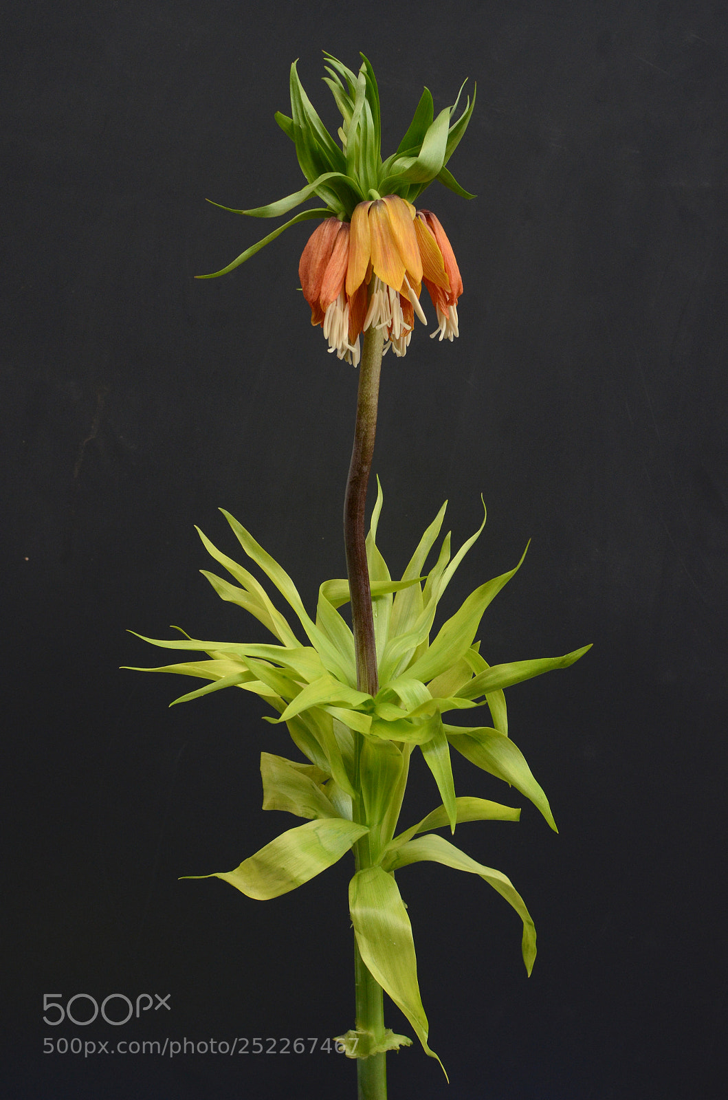 Nikon D7000 sample photo. Fritillaria imperialis flowers photography