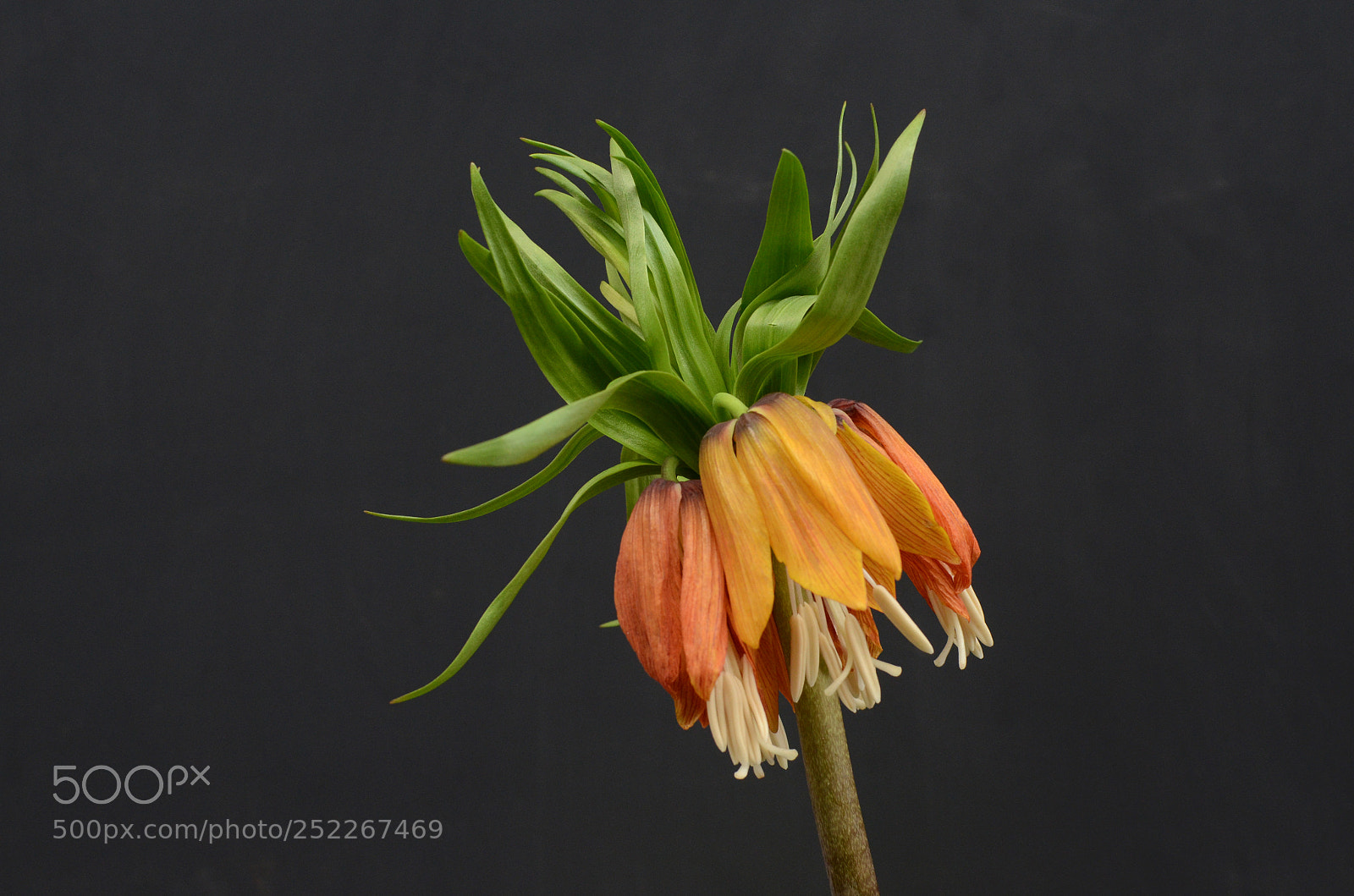 Nikon D7000 sample photo. Fritillaria imperialis flowers photography