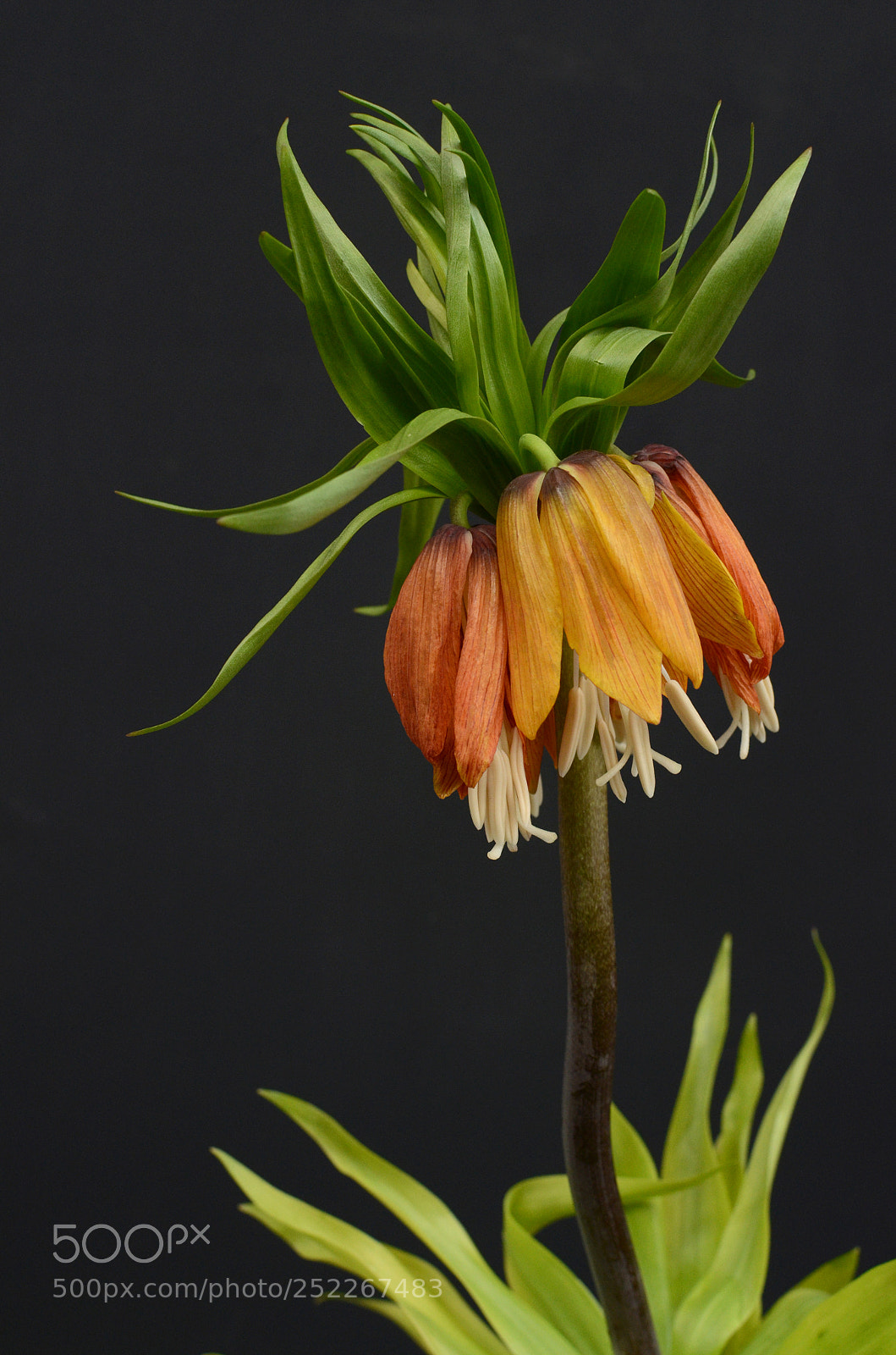 Nikon D7000 sample photo. Fritillaria imperialis flowers photography