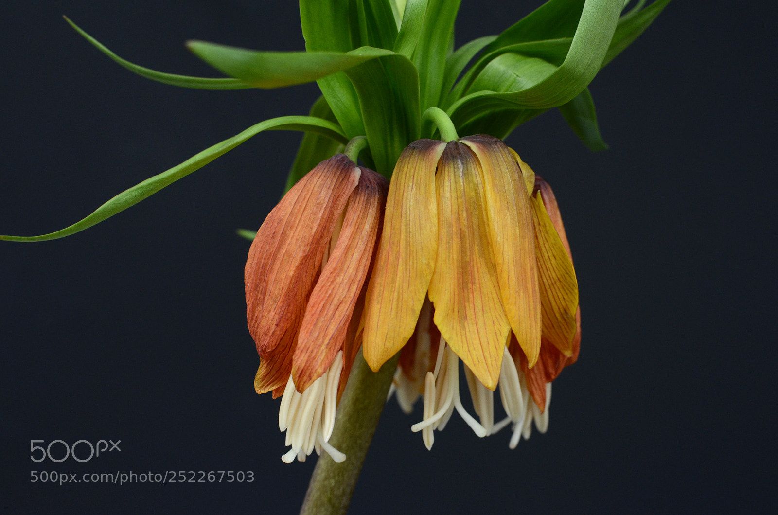Nikon D7000 sample photo. Fritillaria imperialis flowers photography