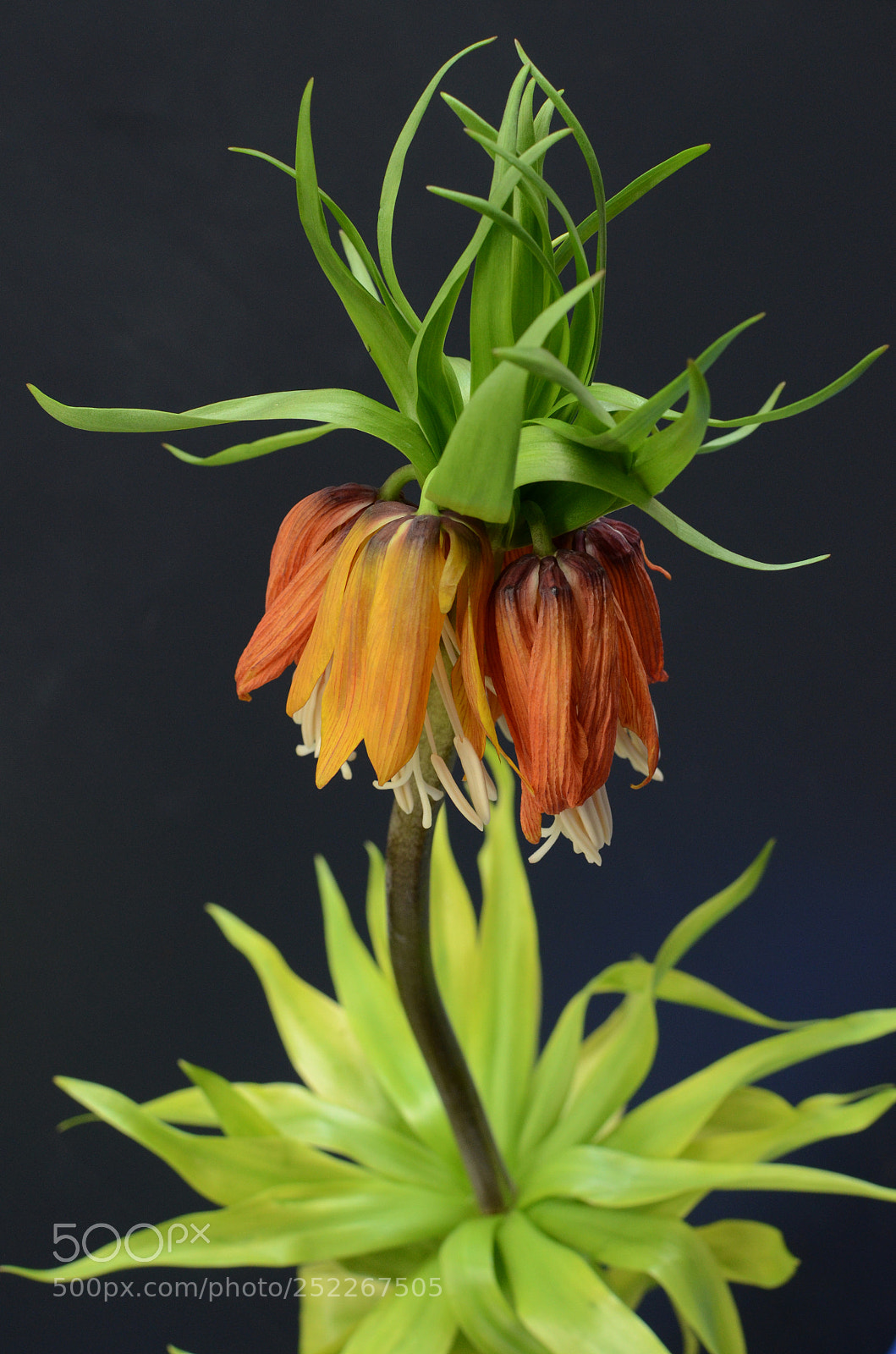 Nikon D7000 sample photo. Fritillaria imperialis flowers photography