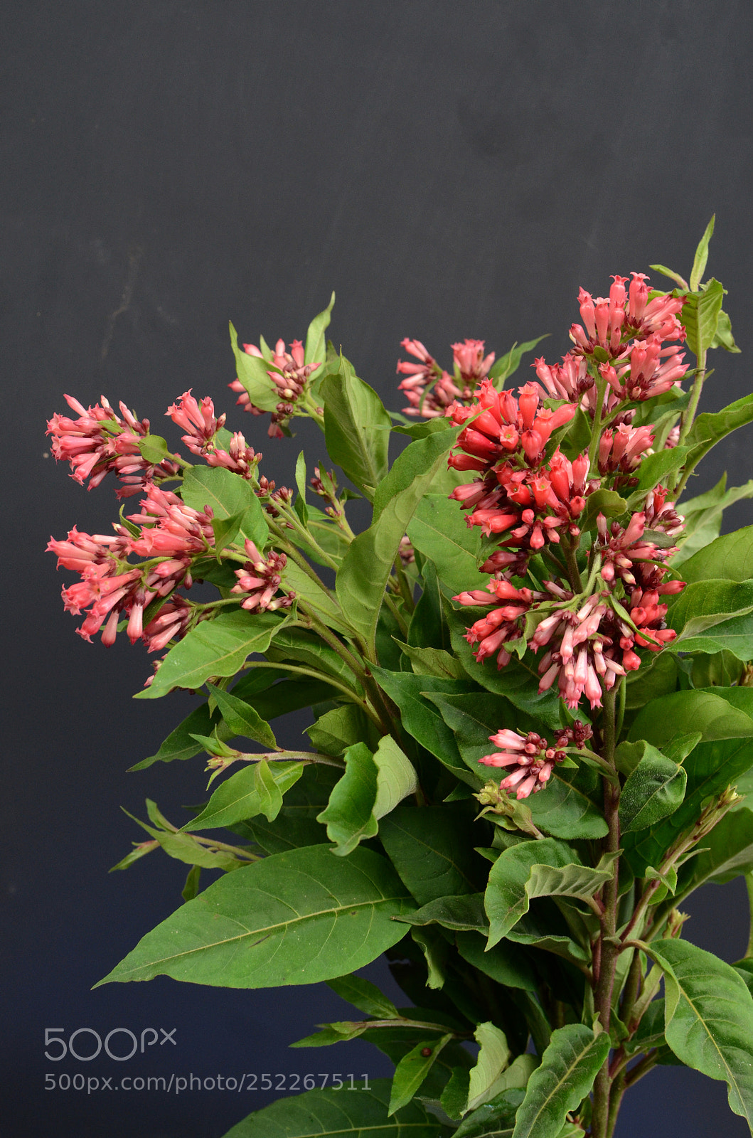 Nikon D7000 sample photo. Red cestrum on black photography
