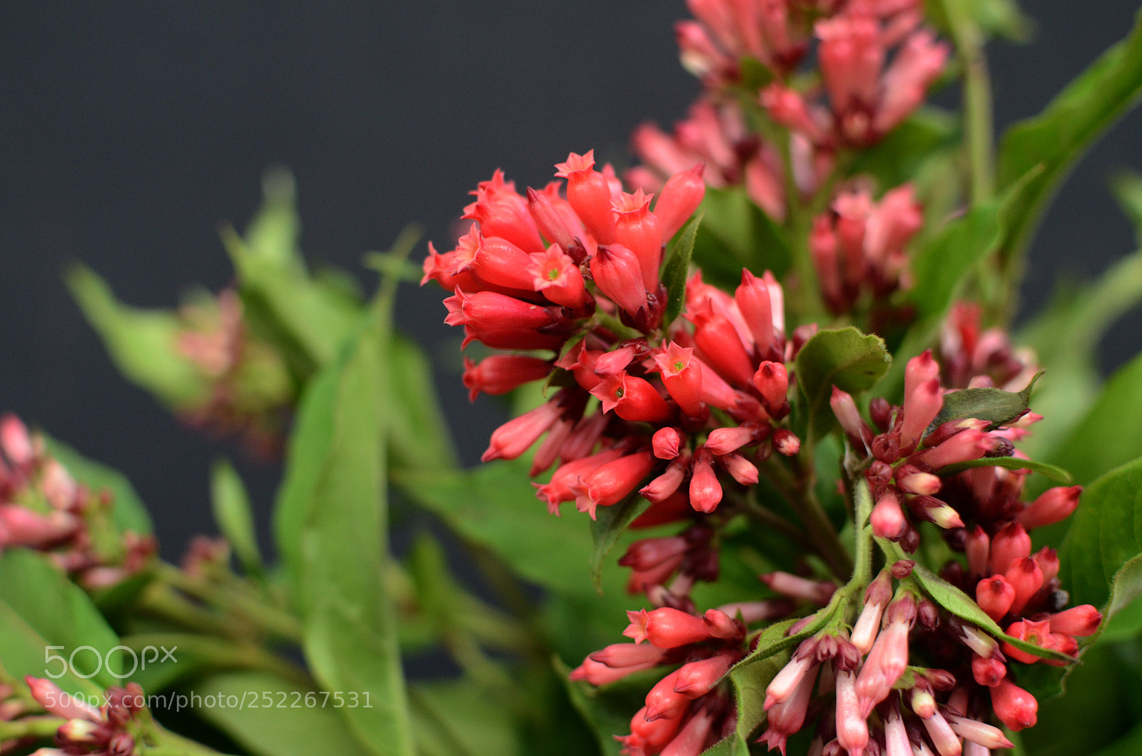Nikon D7000 sample photo. Red cestrum on black photography