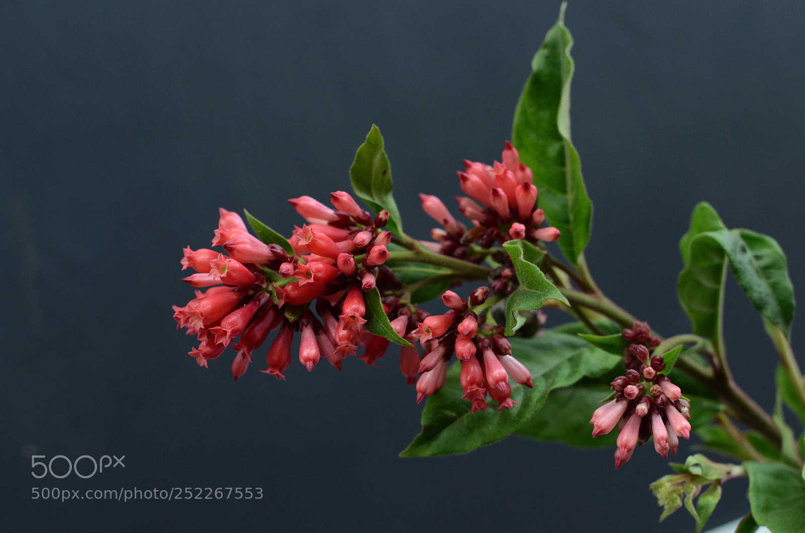 Nikon D7000 sample photo. Red cestrum on black photography