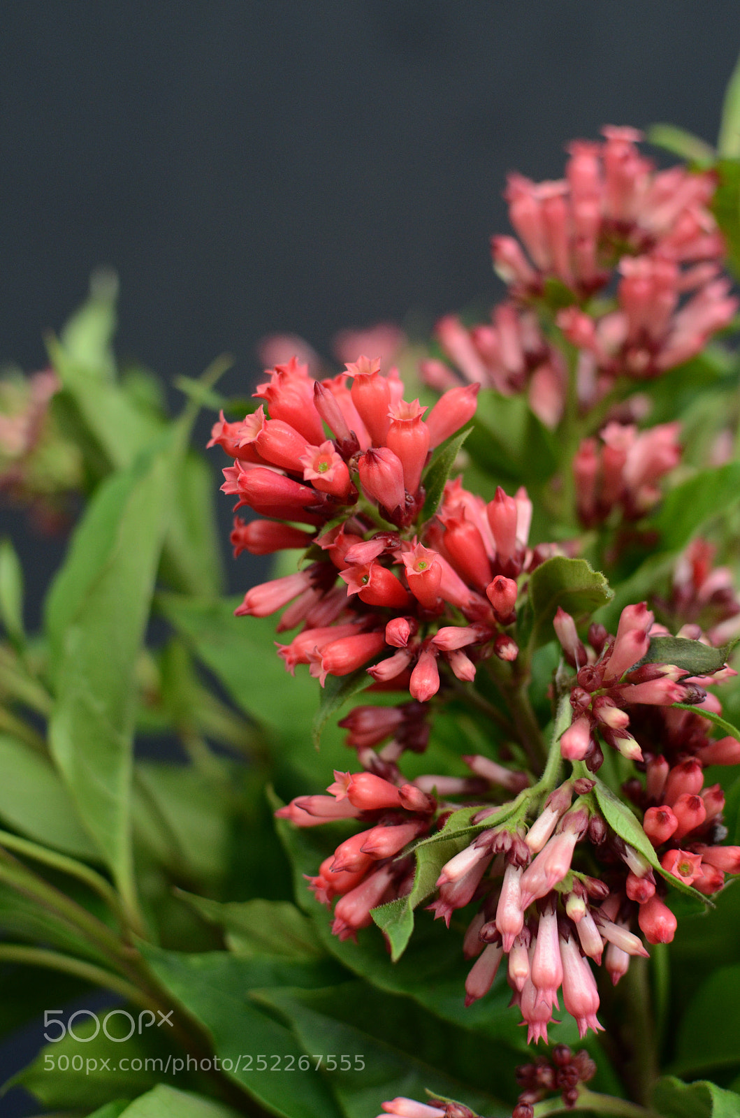 Nikon D7000 sample photo. Red cestrum on black photography