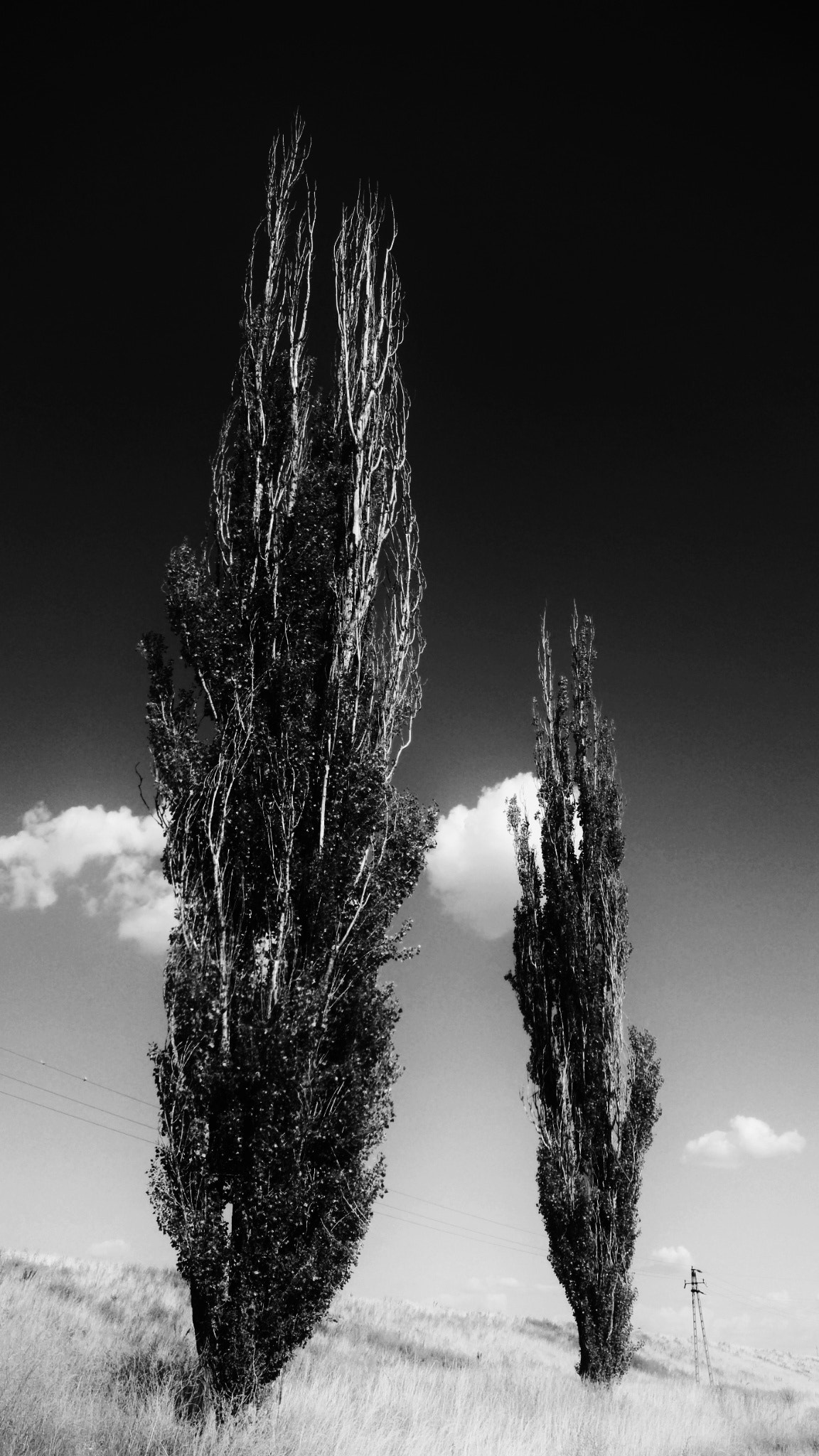 HUAWEI Honor 7 sample photo. In pairs tree photography