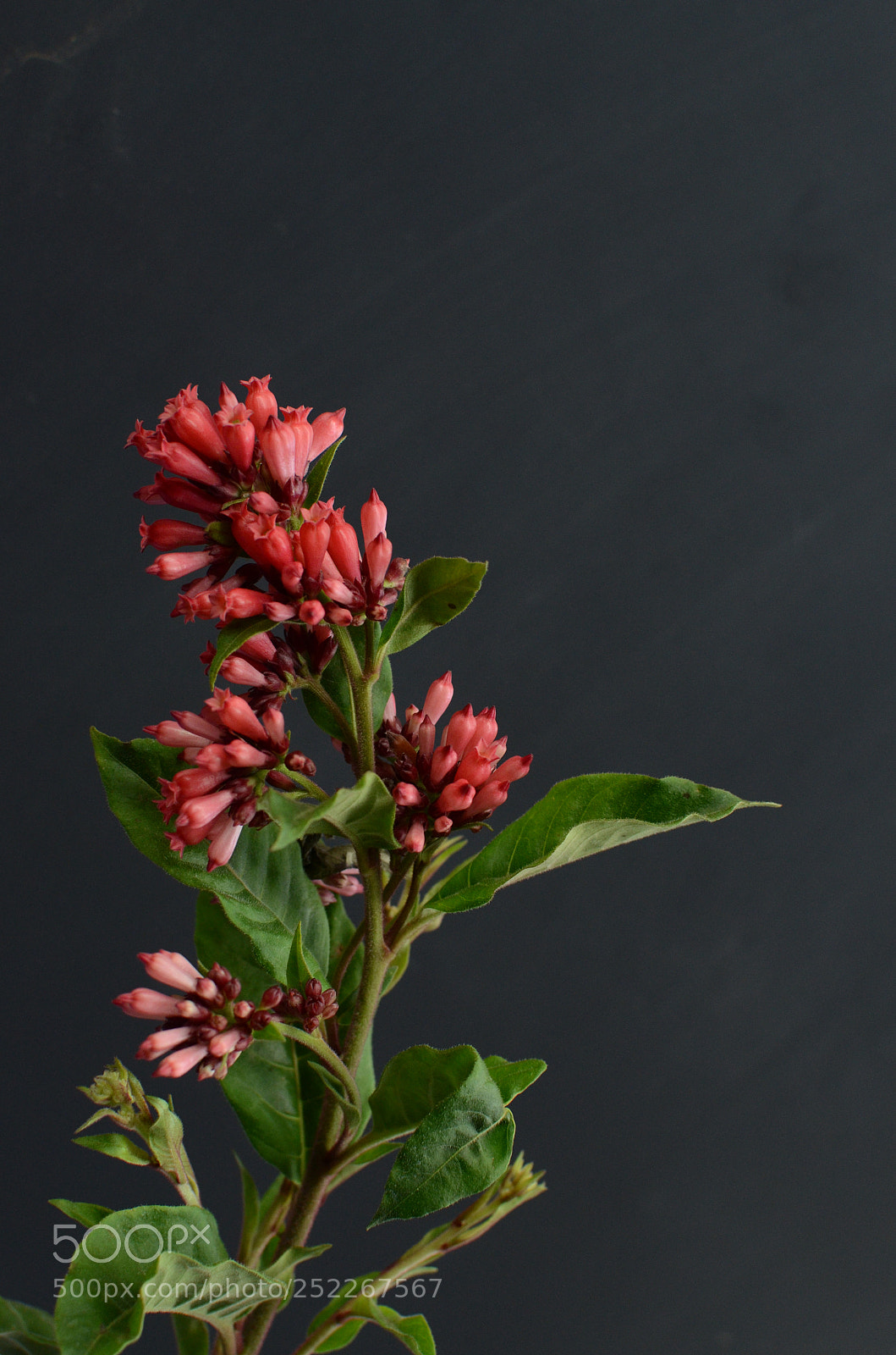 Nikon D7000 sample photo. Red cestrum on black photography