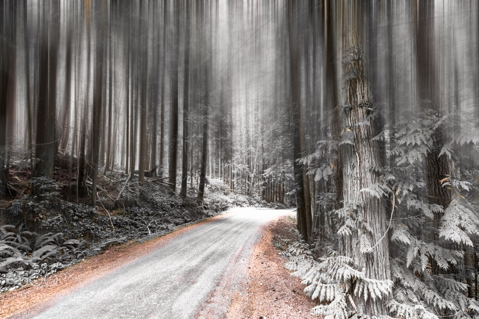 Canon EOS 5DS sample photo. B w color forest photography