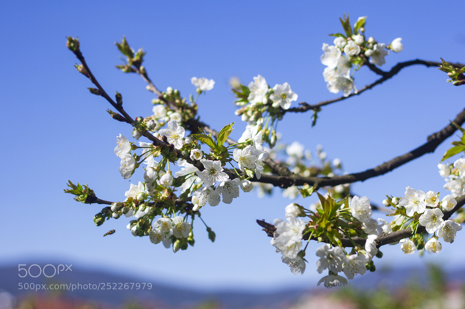 Canon EOS 60D sample photo. Cherry flower photography