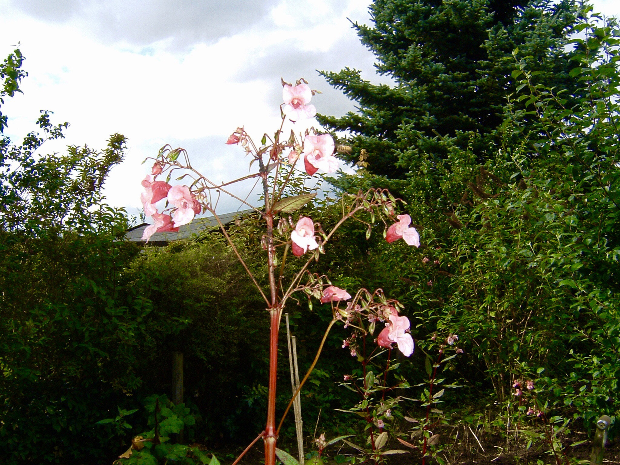 Fujifilm FinePix A303 sample photo. A flower wher i live, lund, sweden photography