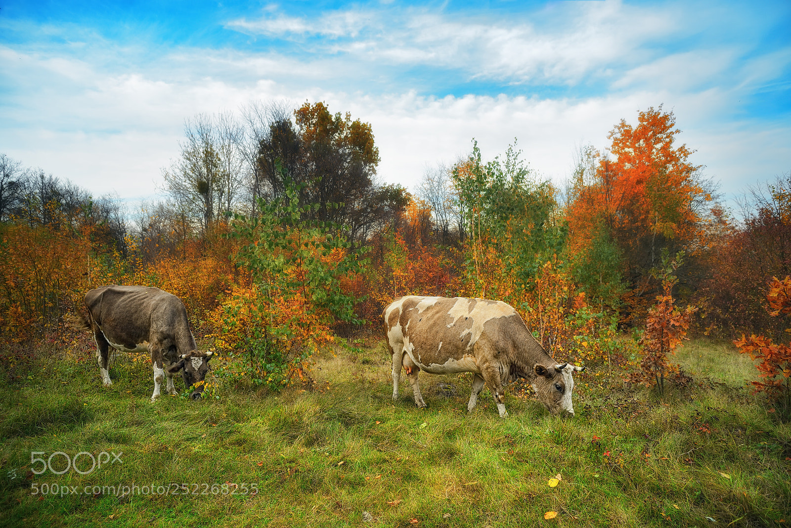 Nikon D800E sample photo. Cows photography