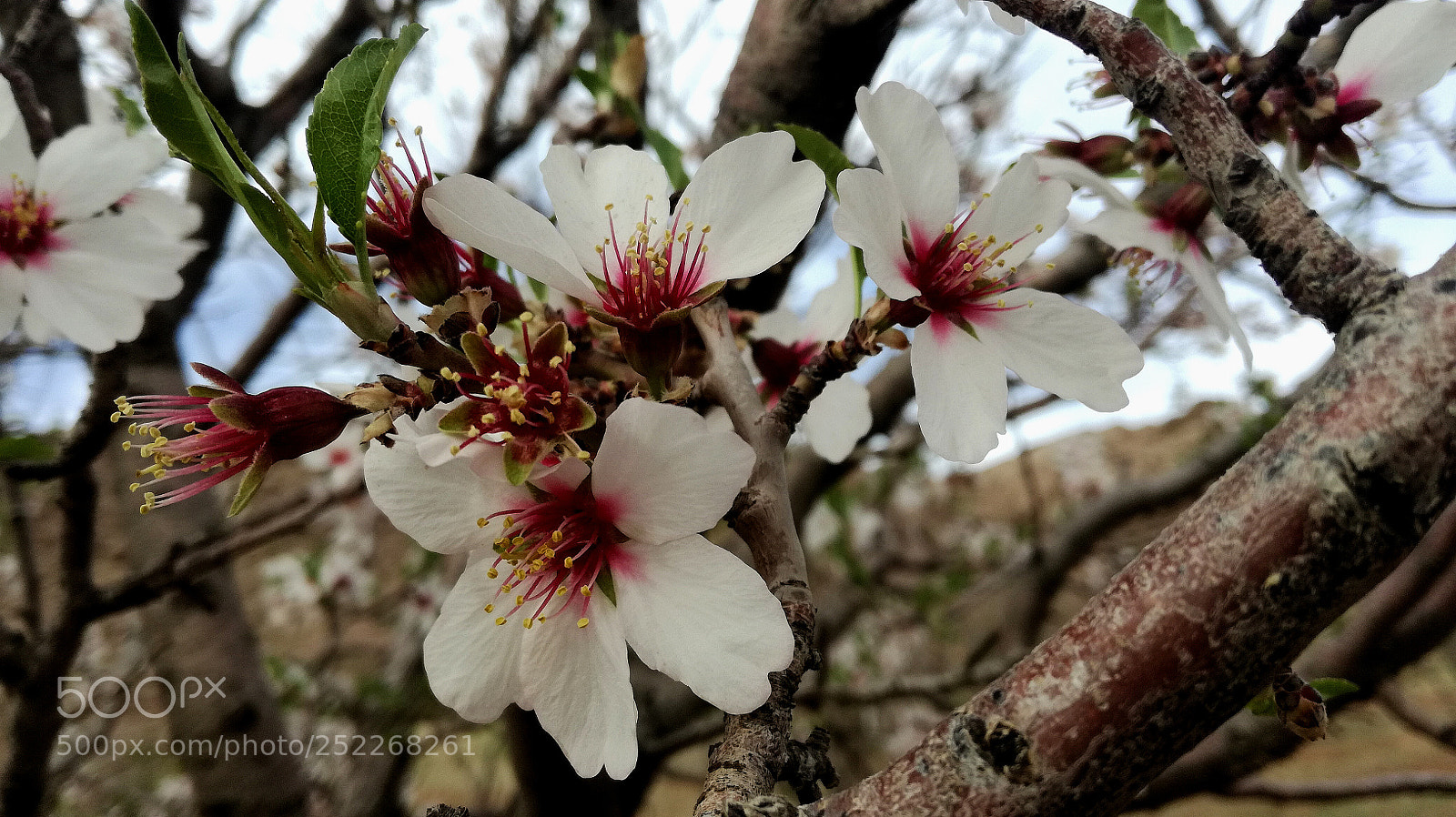 HUAWEI P9 LITE sample photo. Spring blossoms photography