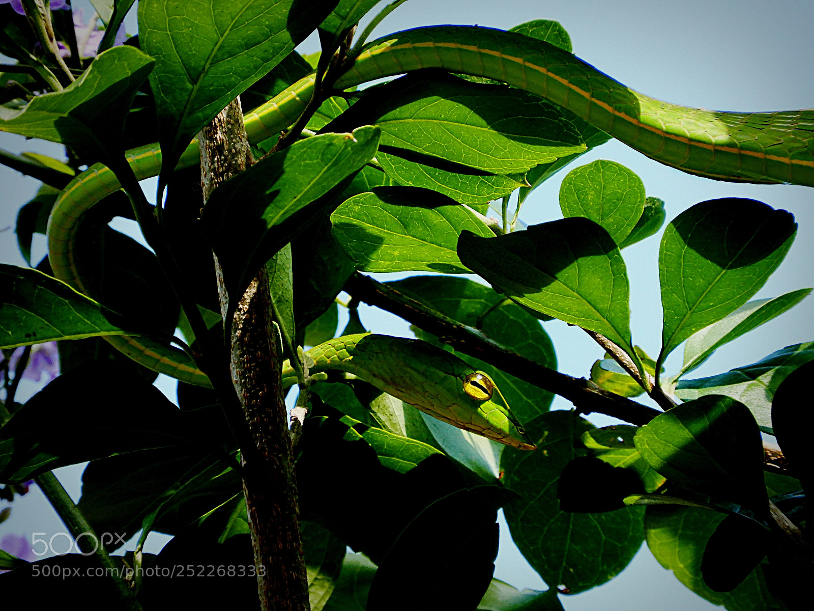 Nikon Coolpix A900 sample photo. Greenvine photography