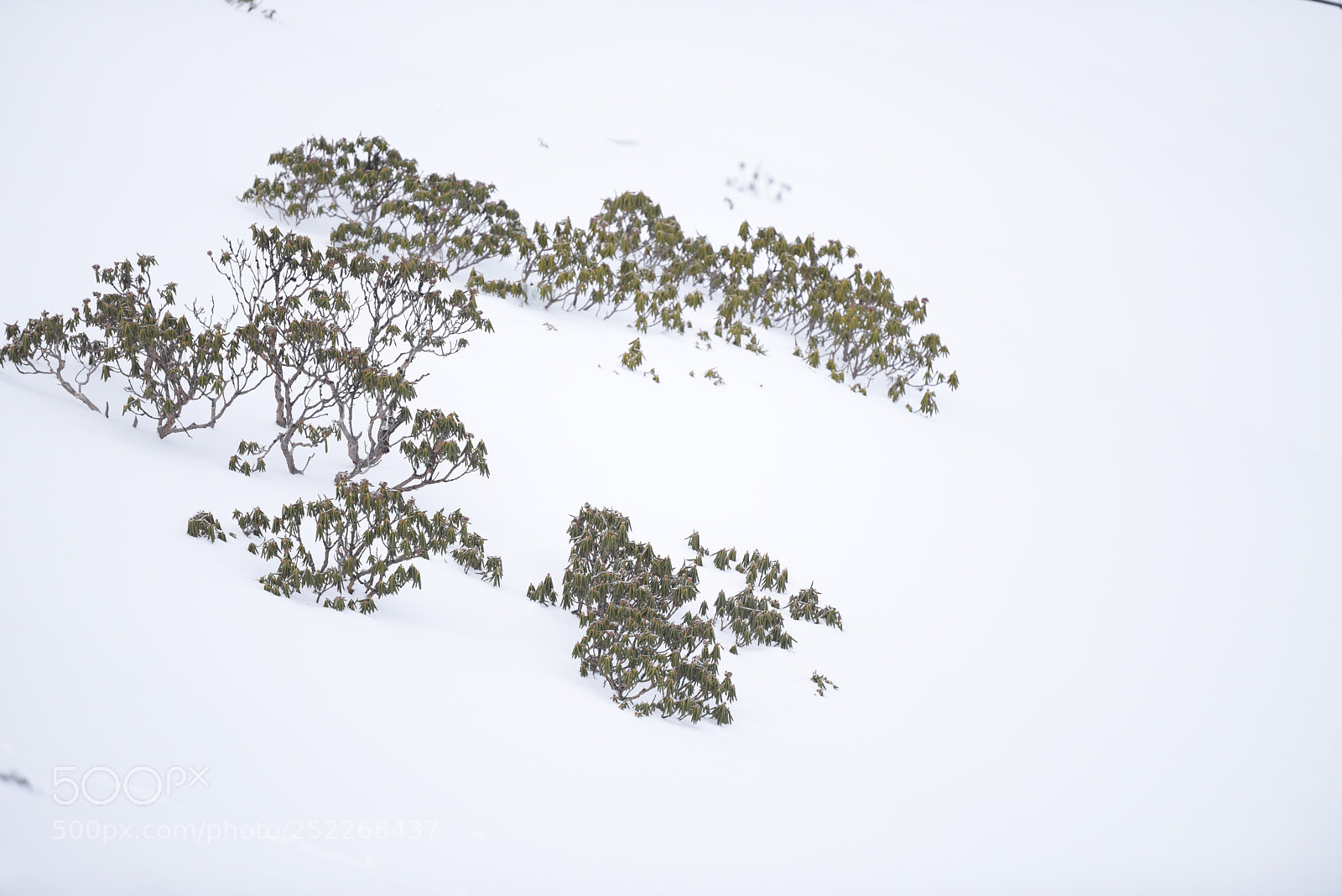 Nikon D810 sample photo. Untitled photography