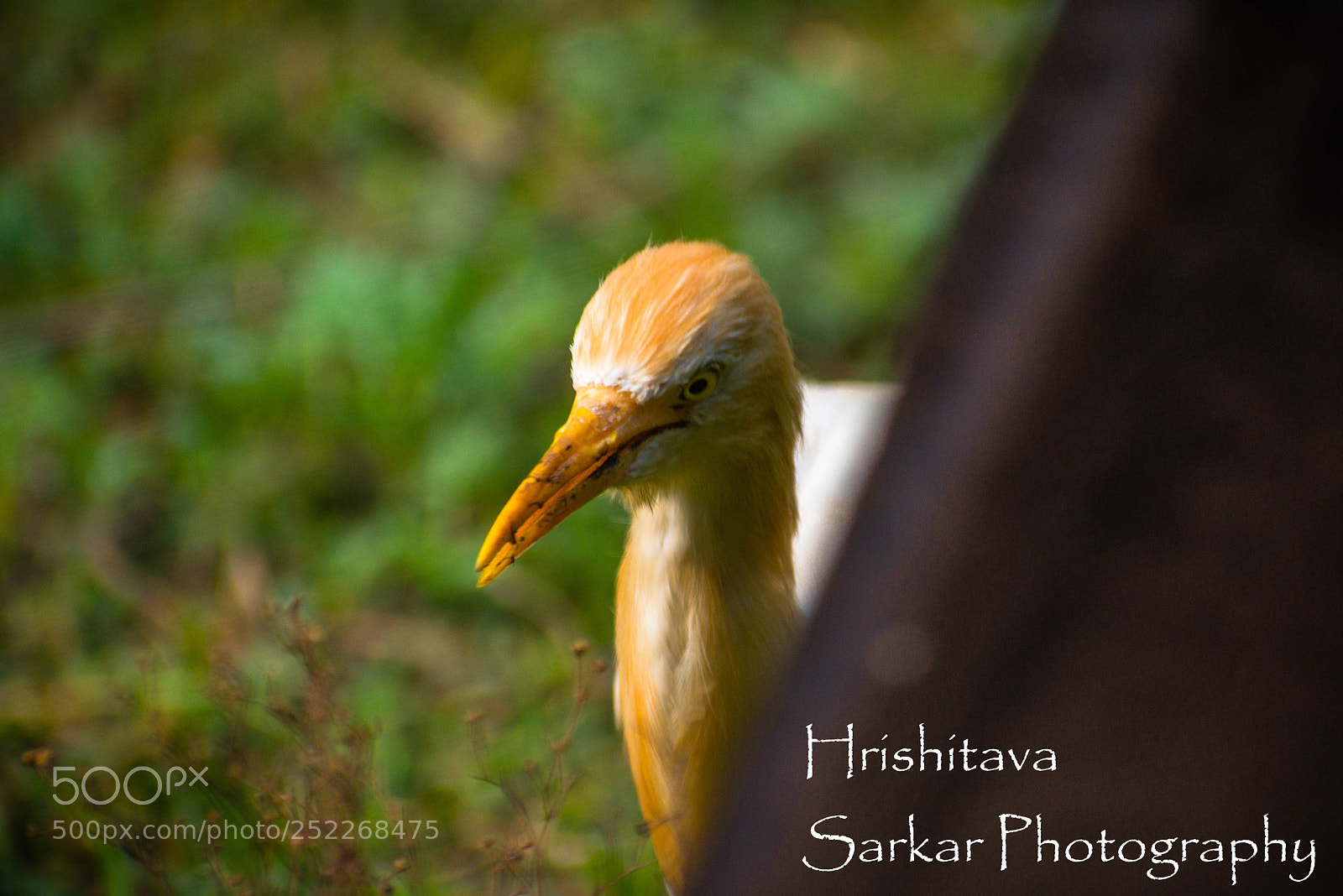 Nikon D3400 sample photo. Cattle egret photography