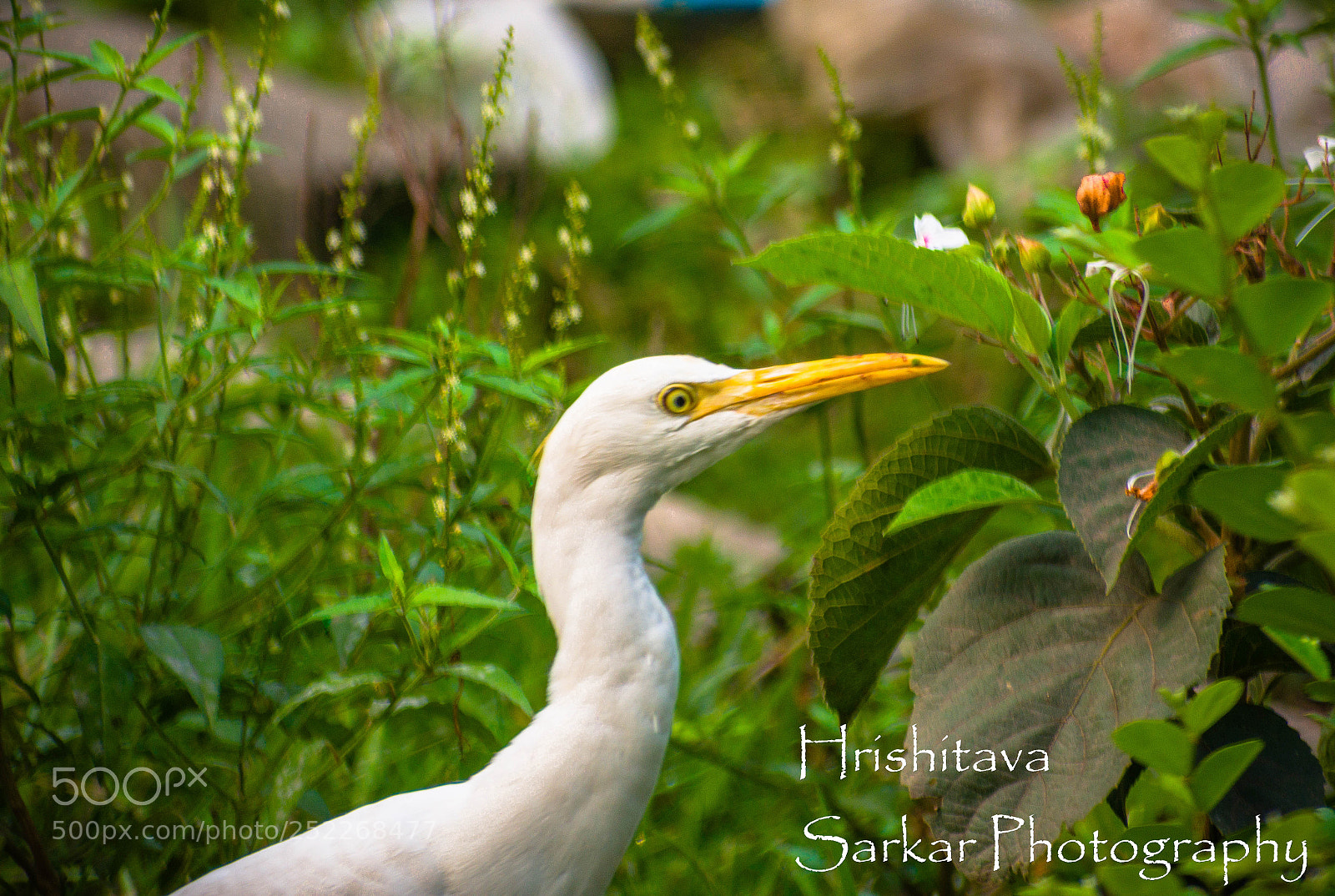Nikon D3400 sample photo. Cattle egret photography
