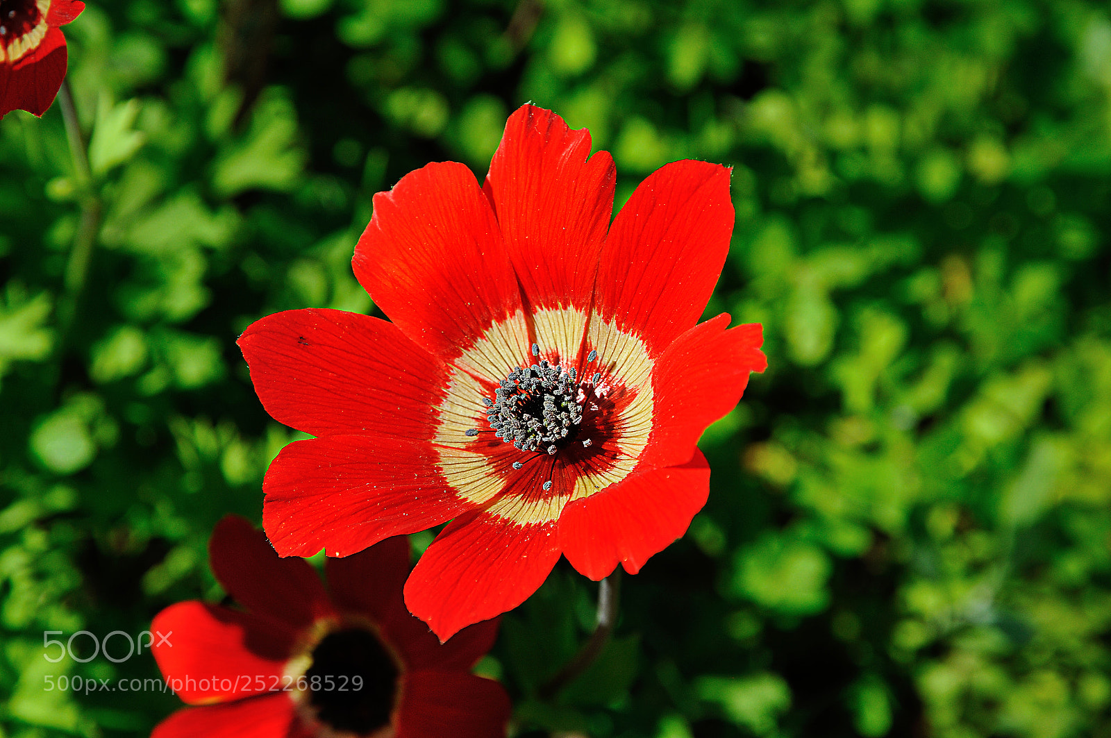 Nikon D300S sample photo. Anemone dsc photography