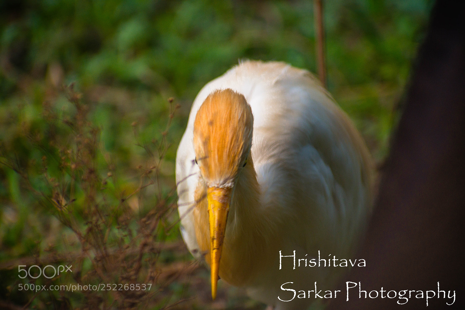 Nikon D3400 sample photo. Cattle egret photography