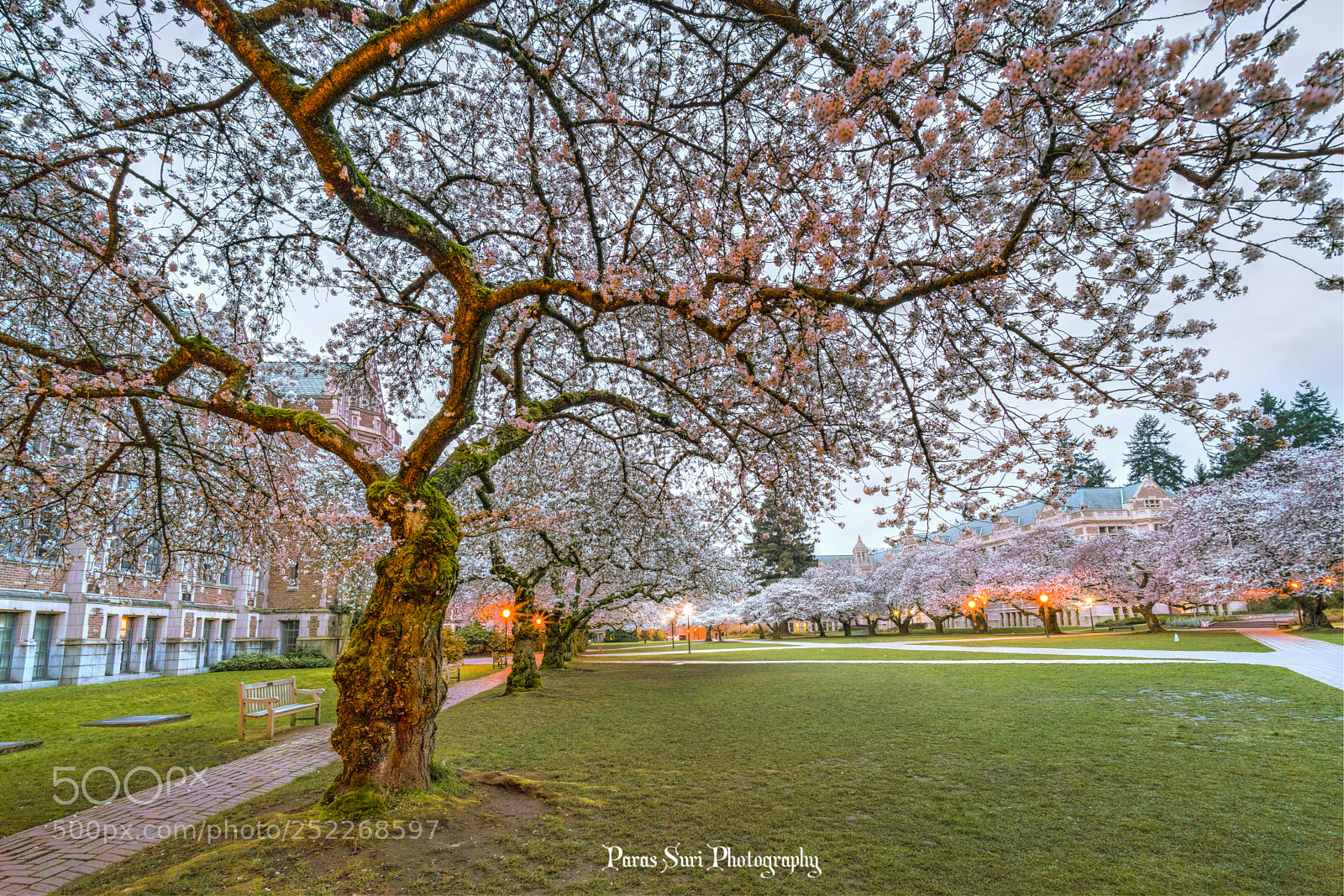 Sony a7R II sample photo. Cherry blossom photography