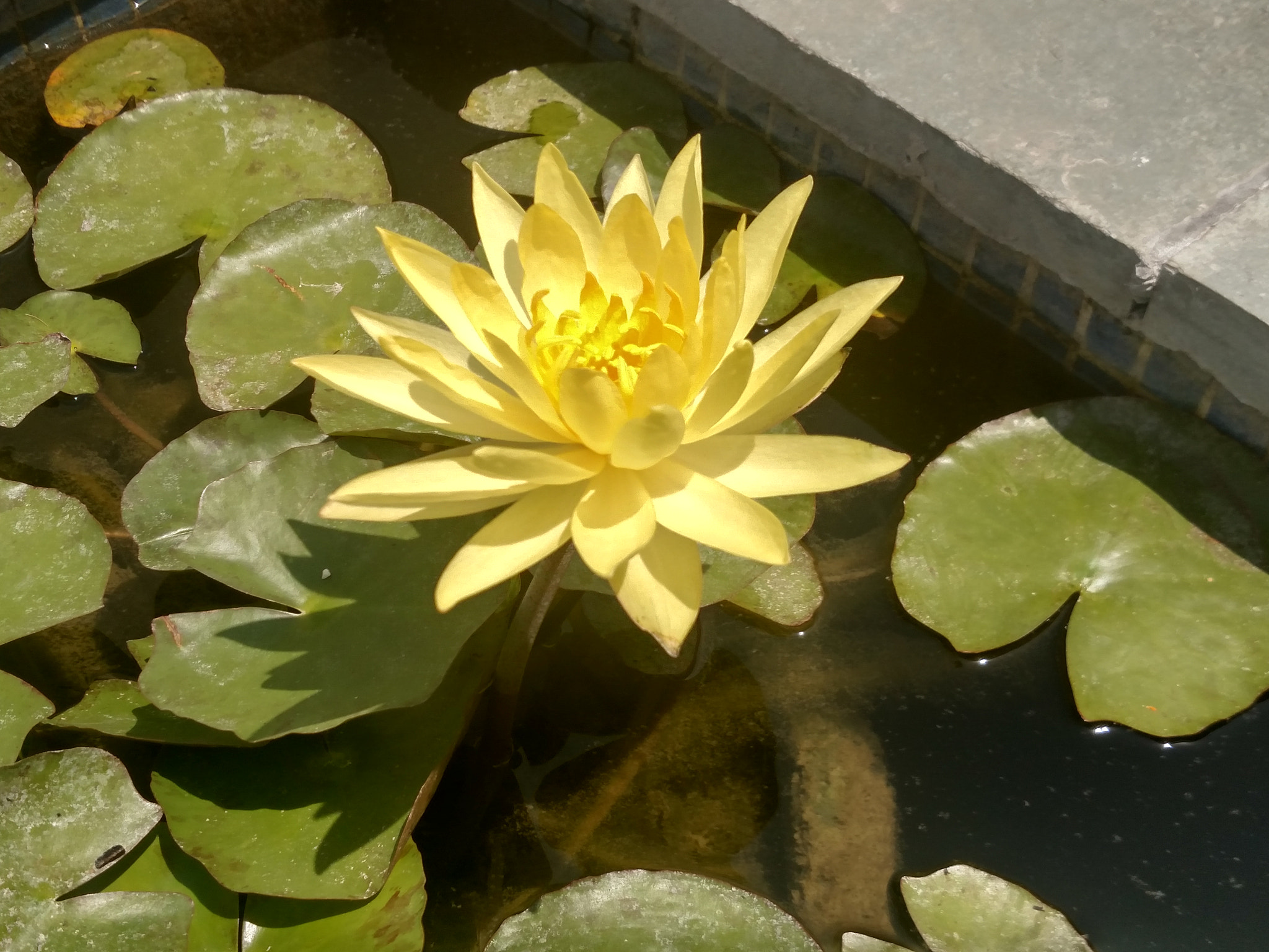 Motorola XT1225 sample photo. Yellow water lily photography