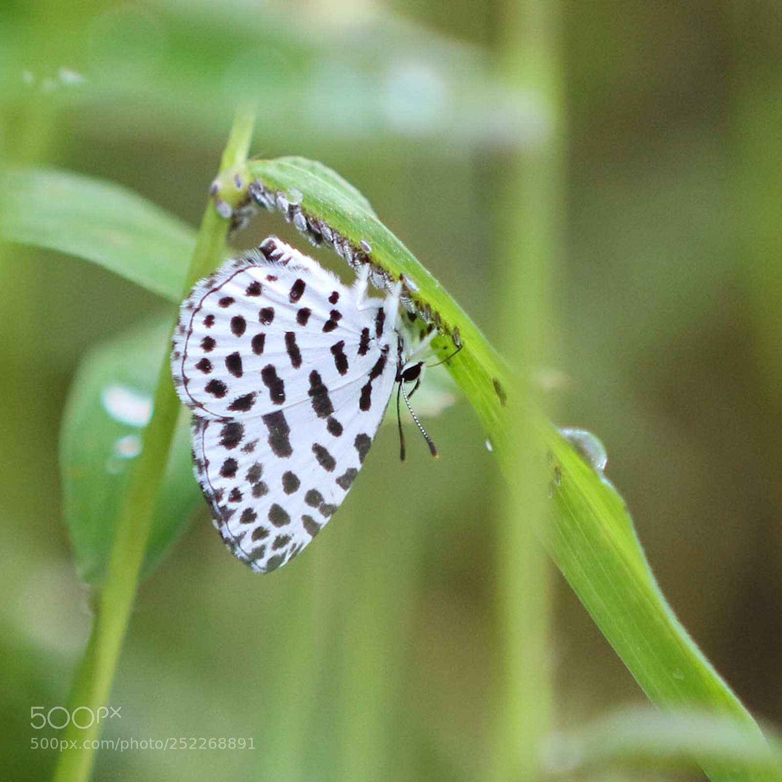 Canon EOS 7D Mark II sample photo. Laying eggs photography