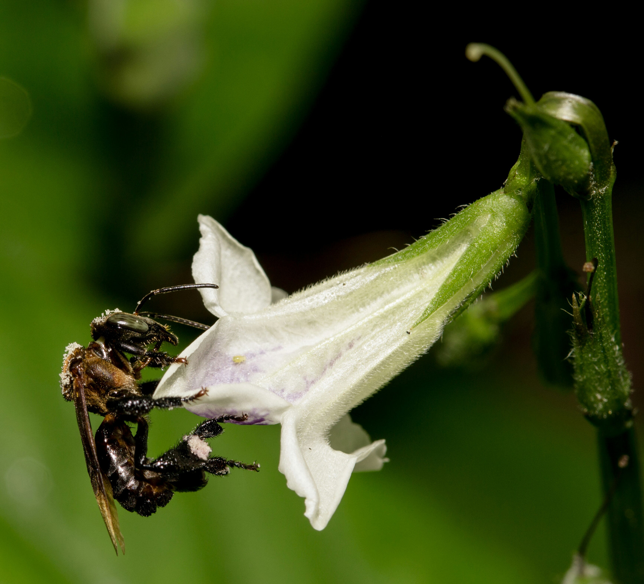 Canon EOS 100D (EOS Rebel SL1 / EOS Kiss X7) sample photo. Bee batehed in pollen photography