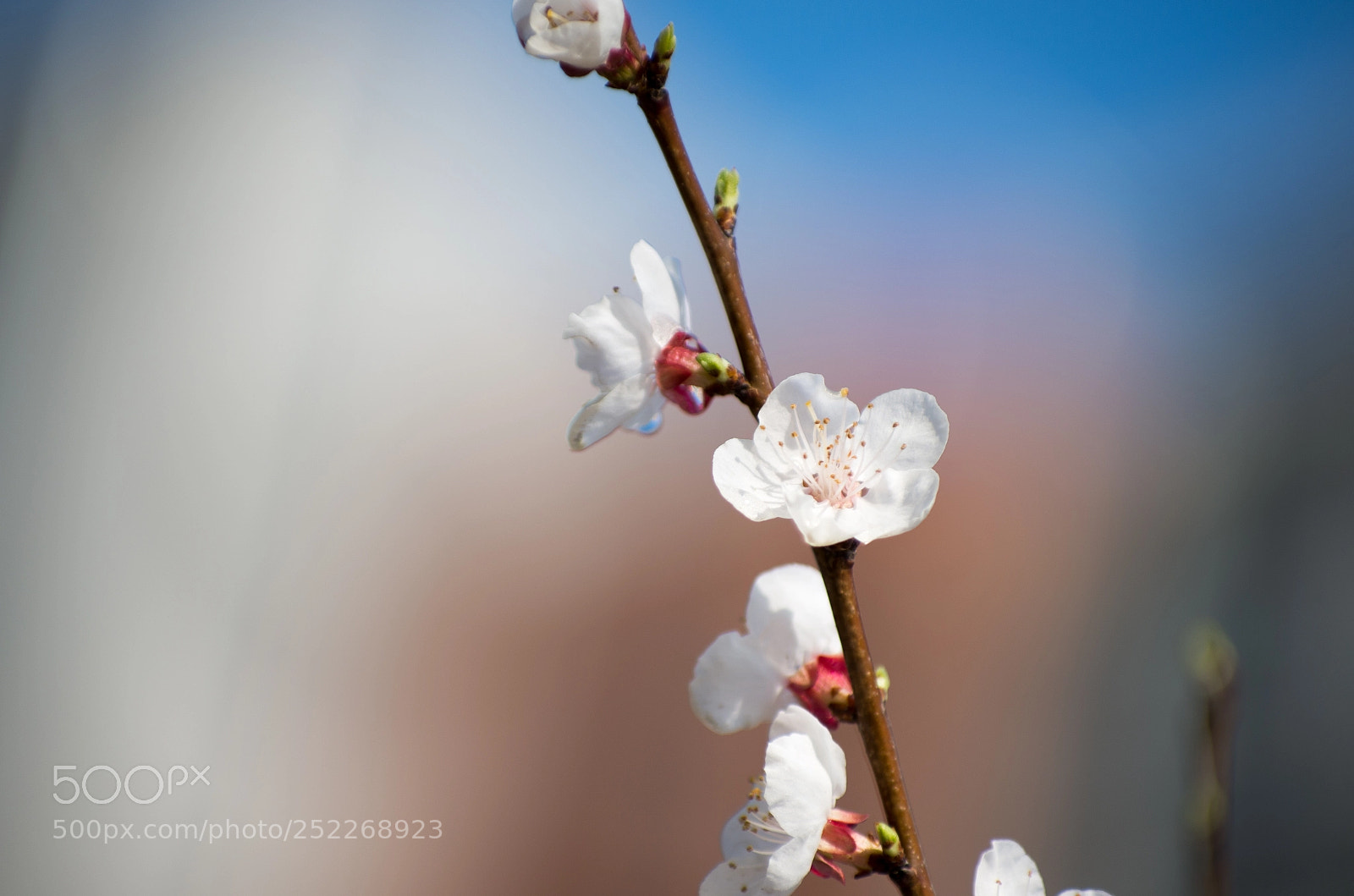 Pentax K-5 IIs sample photo. 照花花 photography