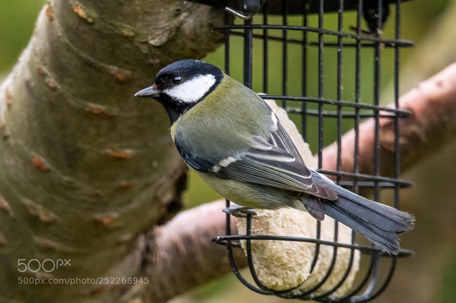 Nikon D850 sample photo. Hansome great tit photography