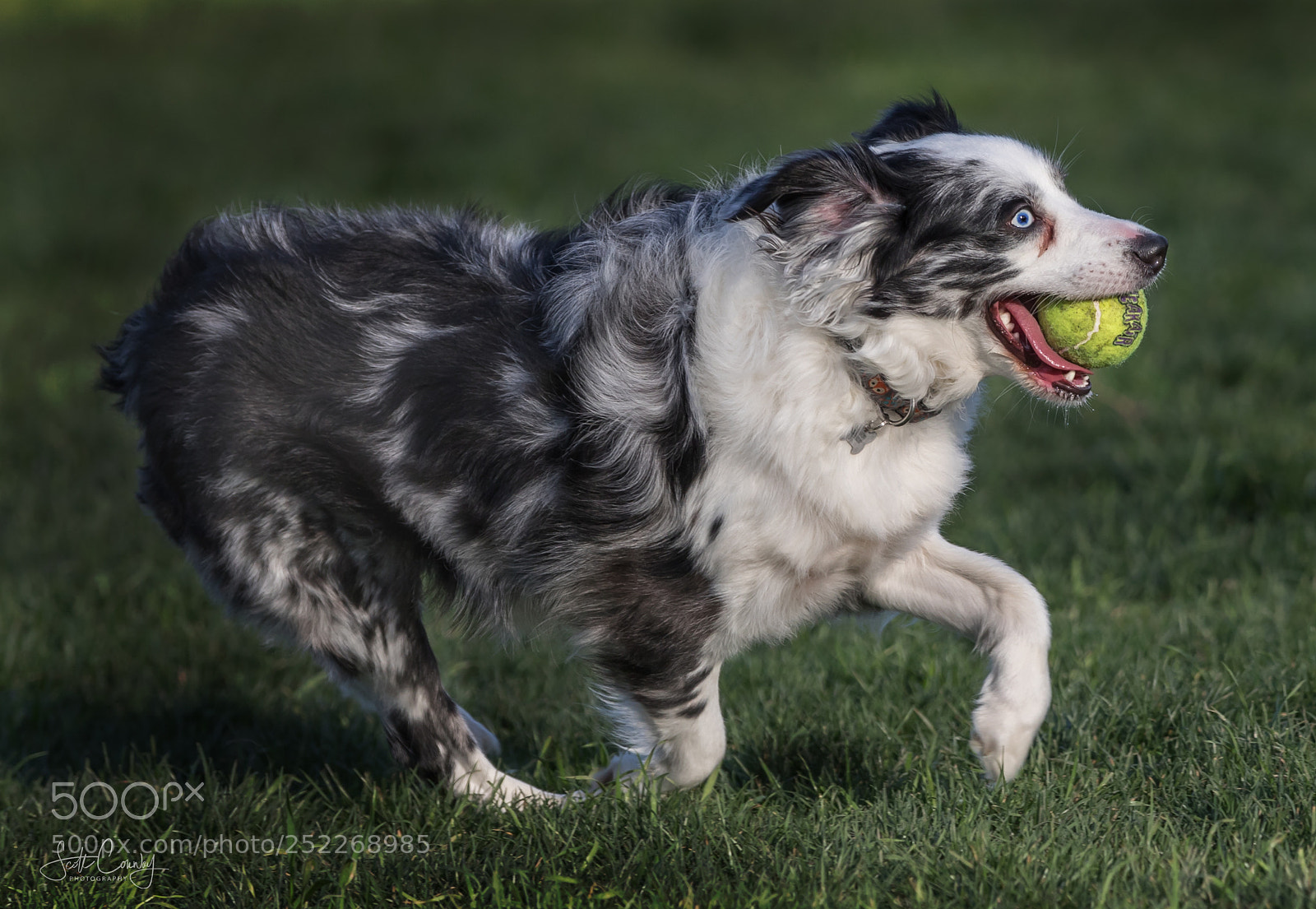 Canon EOS 5D Mark IV sample photo. Mini australian shepherd photography
