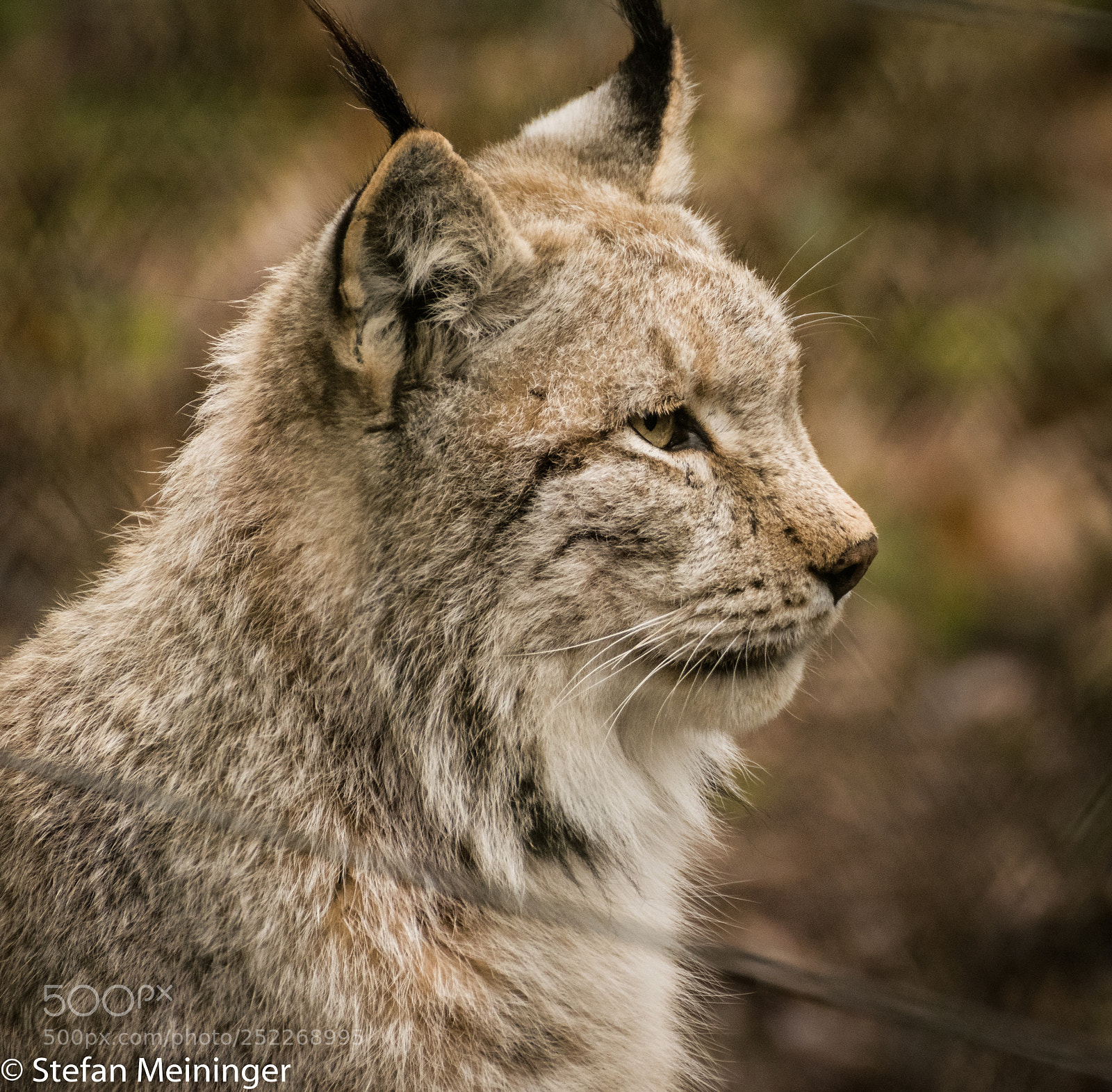 Nikon D5300 sample photo. Lynx photography