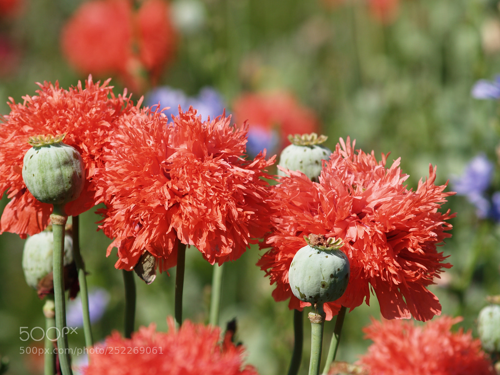 Olympus E-300 (EVOLT E-300) sample photo. Poppies of plenty photography