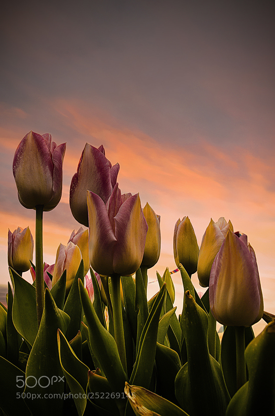 Nikon D5100 sample photo. Sunrise tulips photography