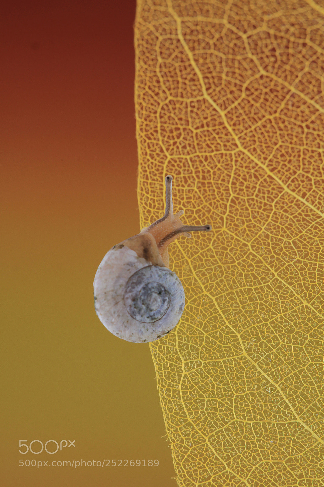 Canon EOS 7D sample photo. Snail photography