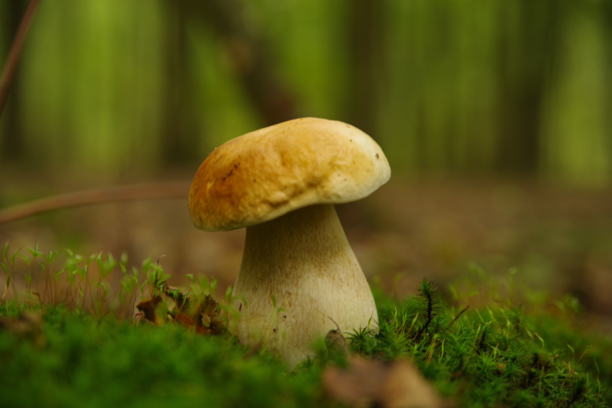 Pentax K-1 sample photo. Boletus reticulatus photography