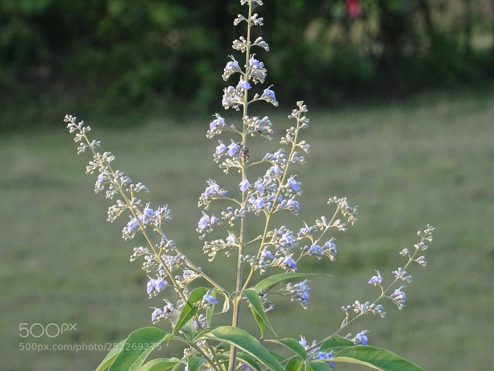 Sony DSC-HX60V sample photo. Flowers photography