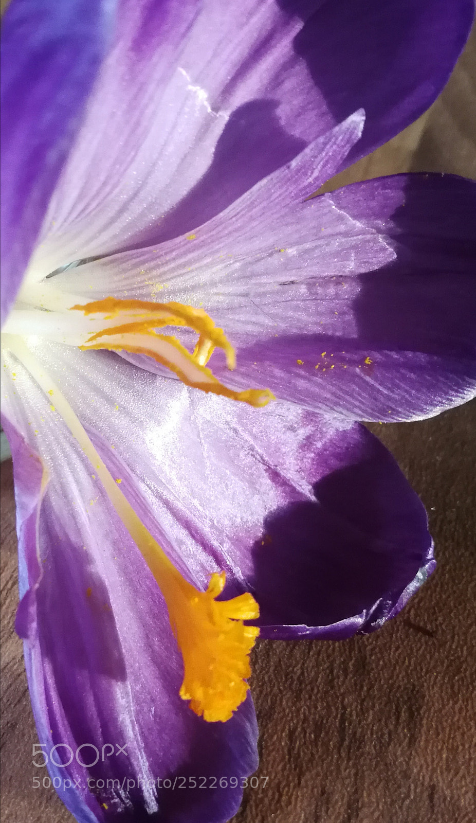 HUAWEI P10 sample photo. Untitled photography