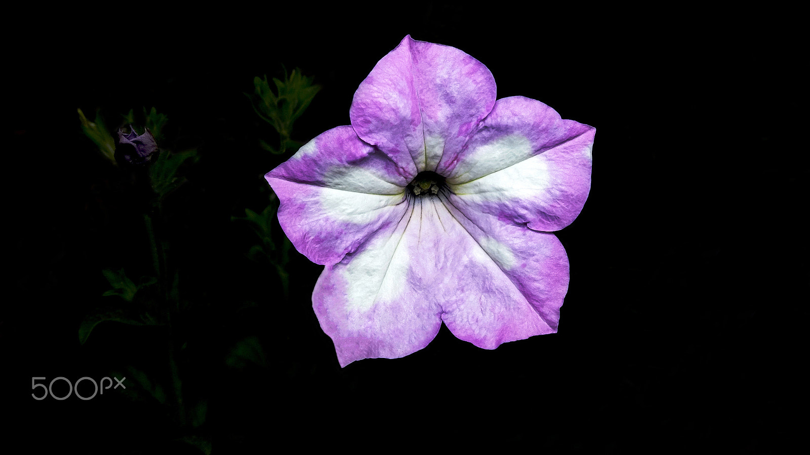 Samsung Galaxy A9 Pro sample photo. Purple petunia with black back photography