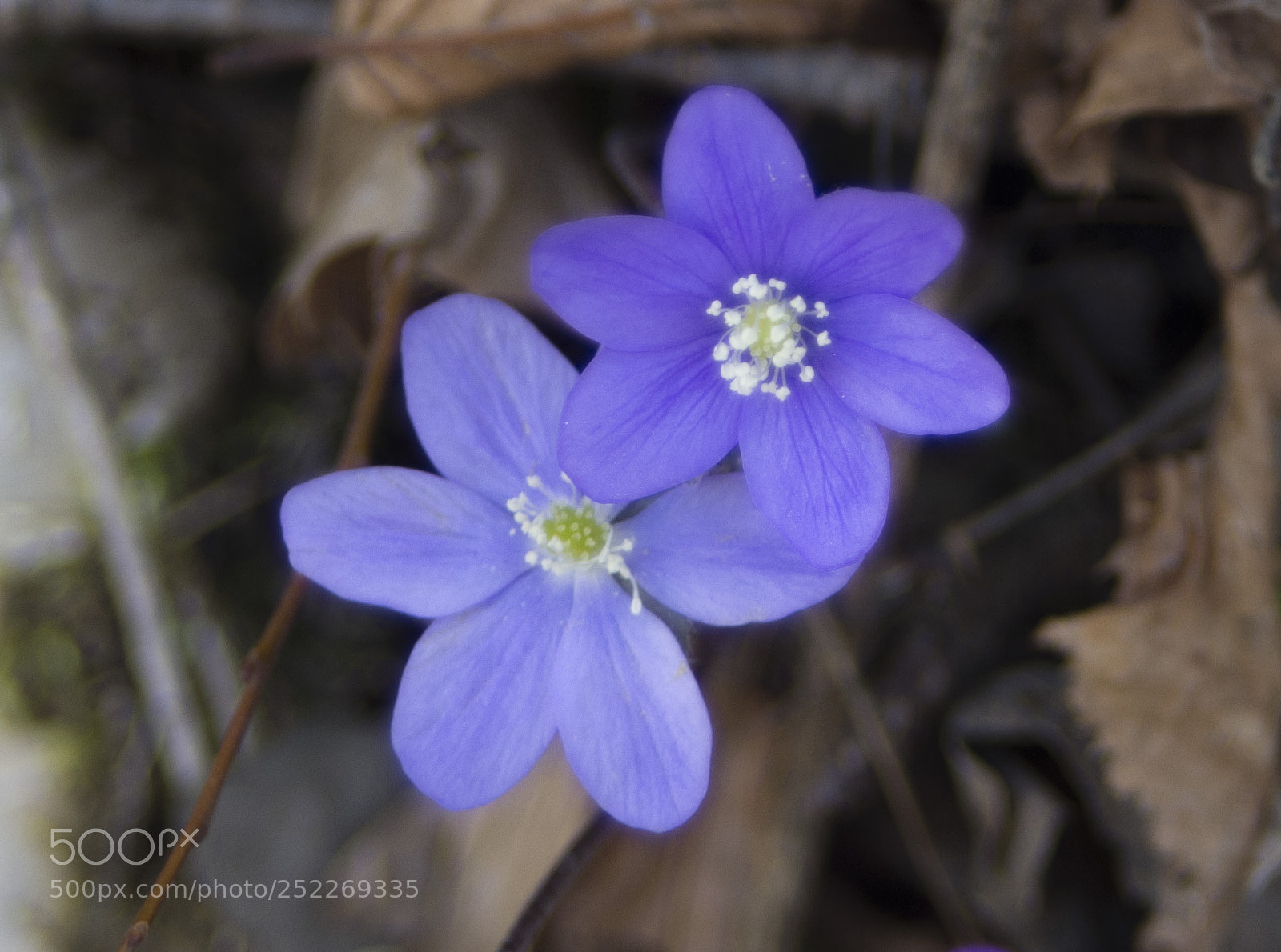 Pentax K-r sample photo. Fiori di primavera photography